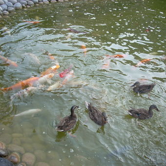 Káčenky s rybičkami v malém jezírku.