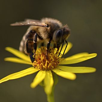 Včelka a květ