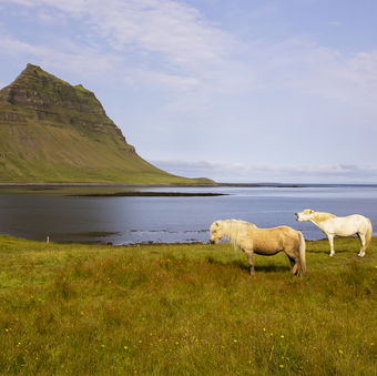 Koně pod horou Kirkjufell na Islandu.