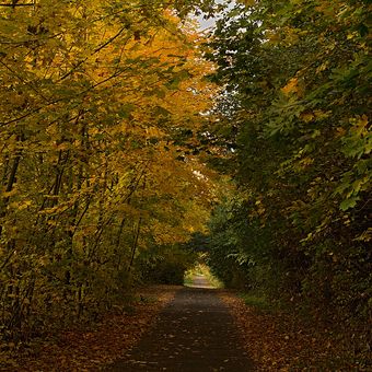 Podzimní lesní cesta