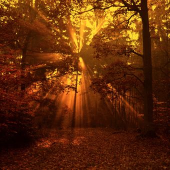 Podzimní ráno v lese