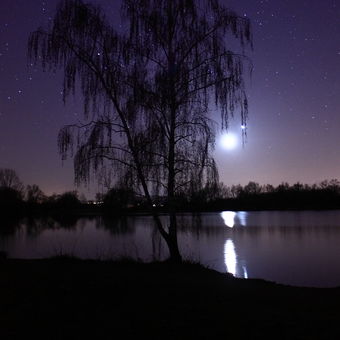 Měsíc a Jupiter na vrbě