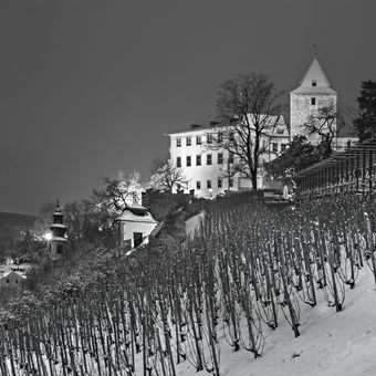 Svatováclavská vinice