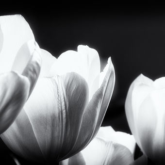 zátiší s tulipány VII.