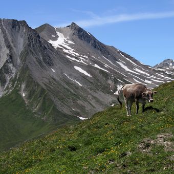 Alpská pastva