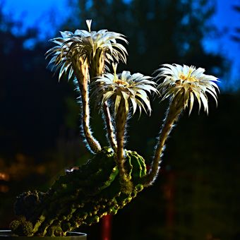 Echinopsis eyriesii a úplněk