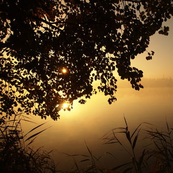 Mlžné ráno nad rybníkem