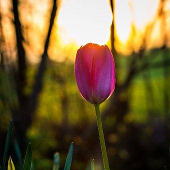 Tulipán v západu slunce