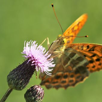 motýl Agraulis vanillae