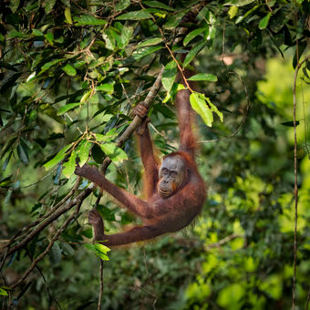 Volně žijící orangutan