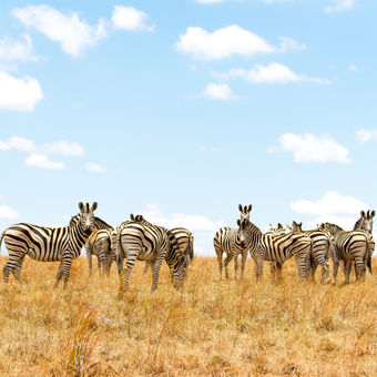 Zebry z Afriky