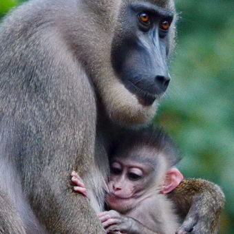 Opičí matička