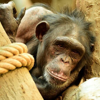 Šimpanz hornoguinejský (Pan troglodytes verus)