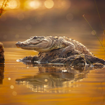 Krokodýl bahenní