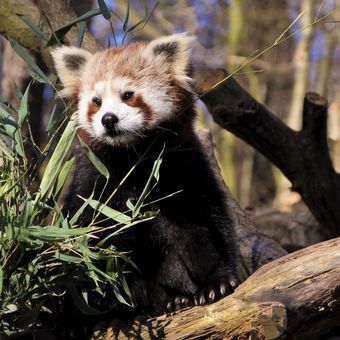 Panda červená - milý plyšáček