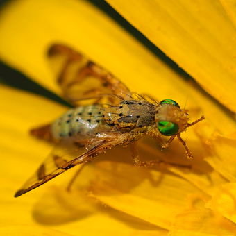 Ze života hmyzu (2)