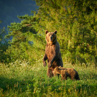 Medvěd hnědý - Ursus arctos - Brown Bear