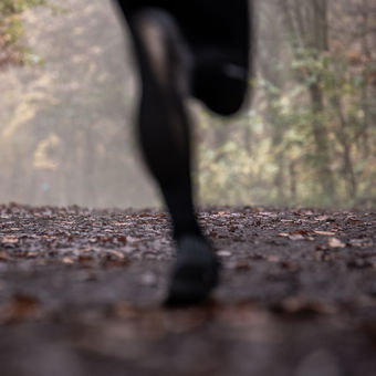 Jogging v mlžném podzimním Ďáblickém lese