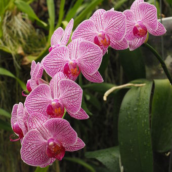 Orchidej Phalaenopsis