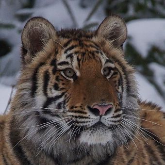 Lejla, tygr ussurijský