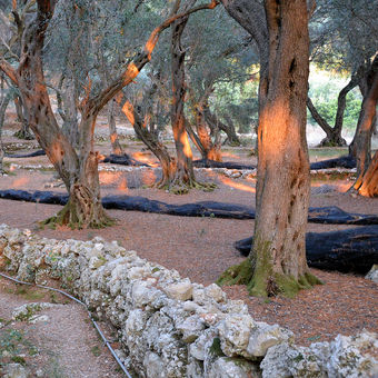 Podvečer v olivovníkovém háji