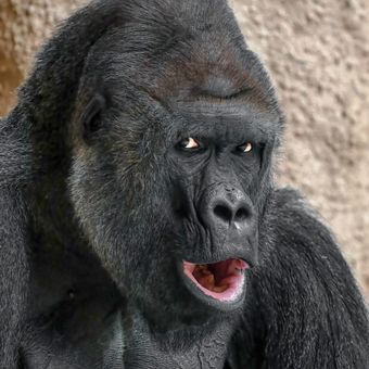 gorila Richard