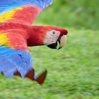Ara arakanga (Ara macao) Scarlet Macaw