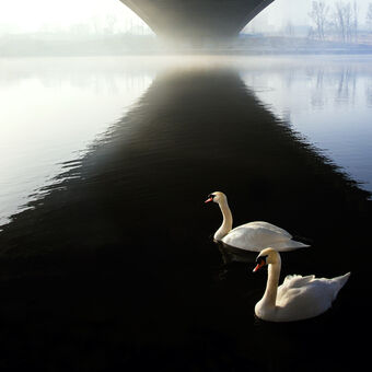 swans..