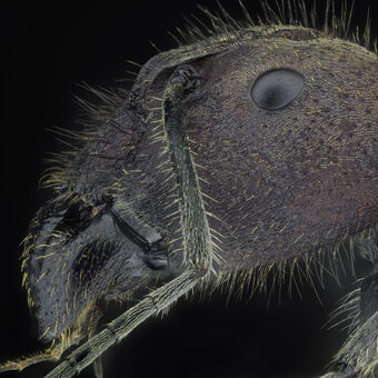 Camponotus singularis - Královna