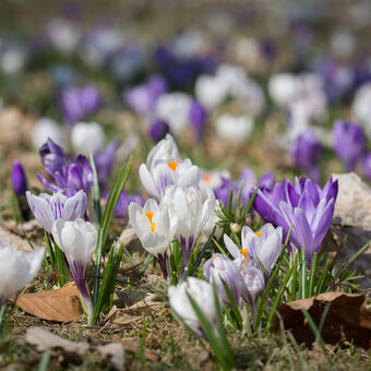 Jarní zátiší v zámeckém parku Letohrad