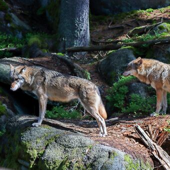 Dva vlci