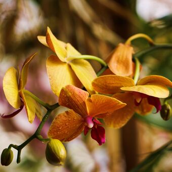 Zlatá orchidej