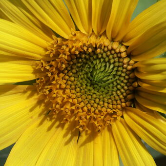 Detail květu slunečnice