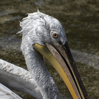Prostě pelikán