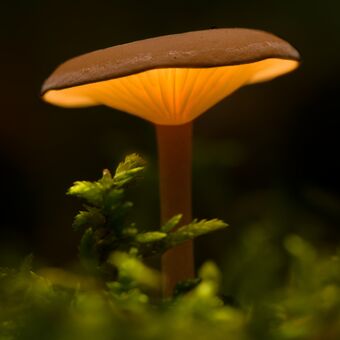 Lampička v lese