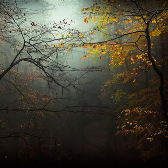 Podzim v lesích