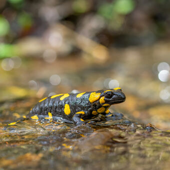 Mlok skvrnitý (Salamandra salamandra) -♀