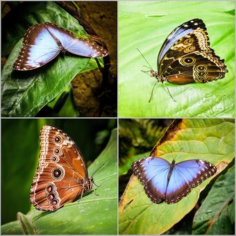 Tropický motýl Blue Morpho - koláž