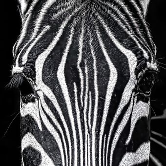 zebra grévyho