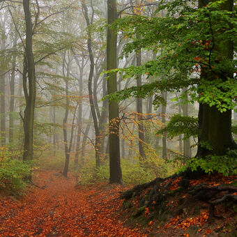 V lese mlhavém