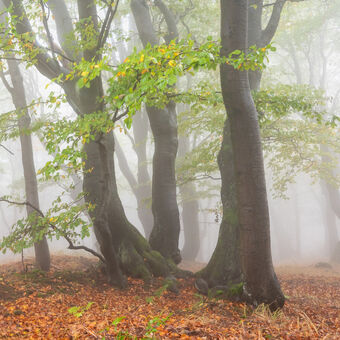 Když mlha objímá les