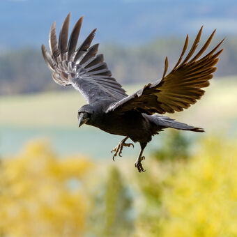 Krkavec velký (Corvus corax) - WL