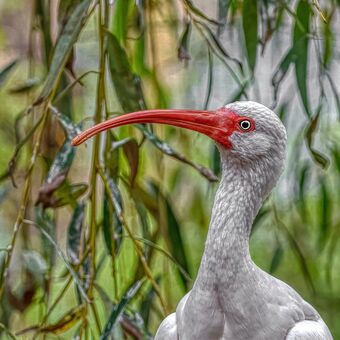 ibis bílý