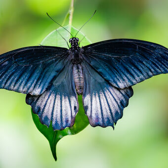 Great Blue Mormon - Papilio memnon