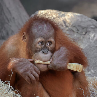 orangutan sumaterský -Kawi