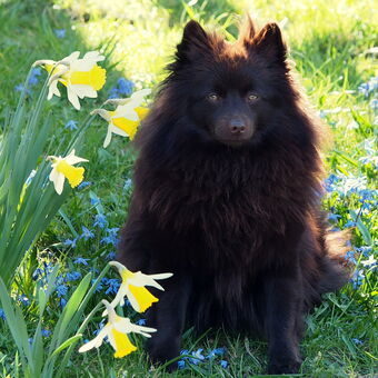 Jarní portréty mojich psů - Inuška