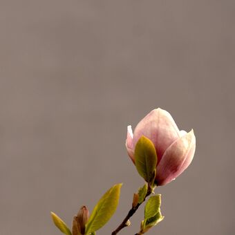 Růžové krásky