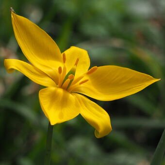 Planý tulipán II.