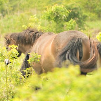 Pastevní rezervace divokých  koní a praturů - Milovice