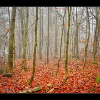 Podzimní bukový les
